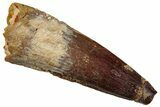 Bargain, Fossil Spinosaurus Tooth - Real Dinosaur Tooth #259001-1